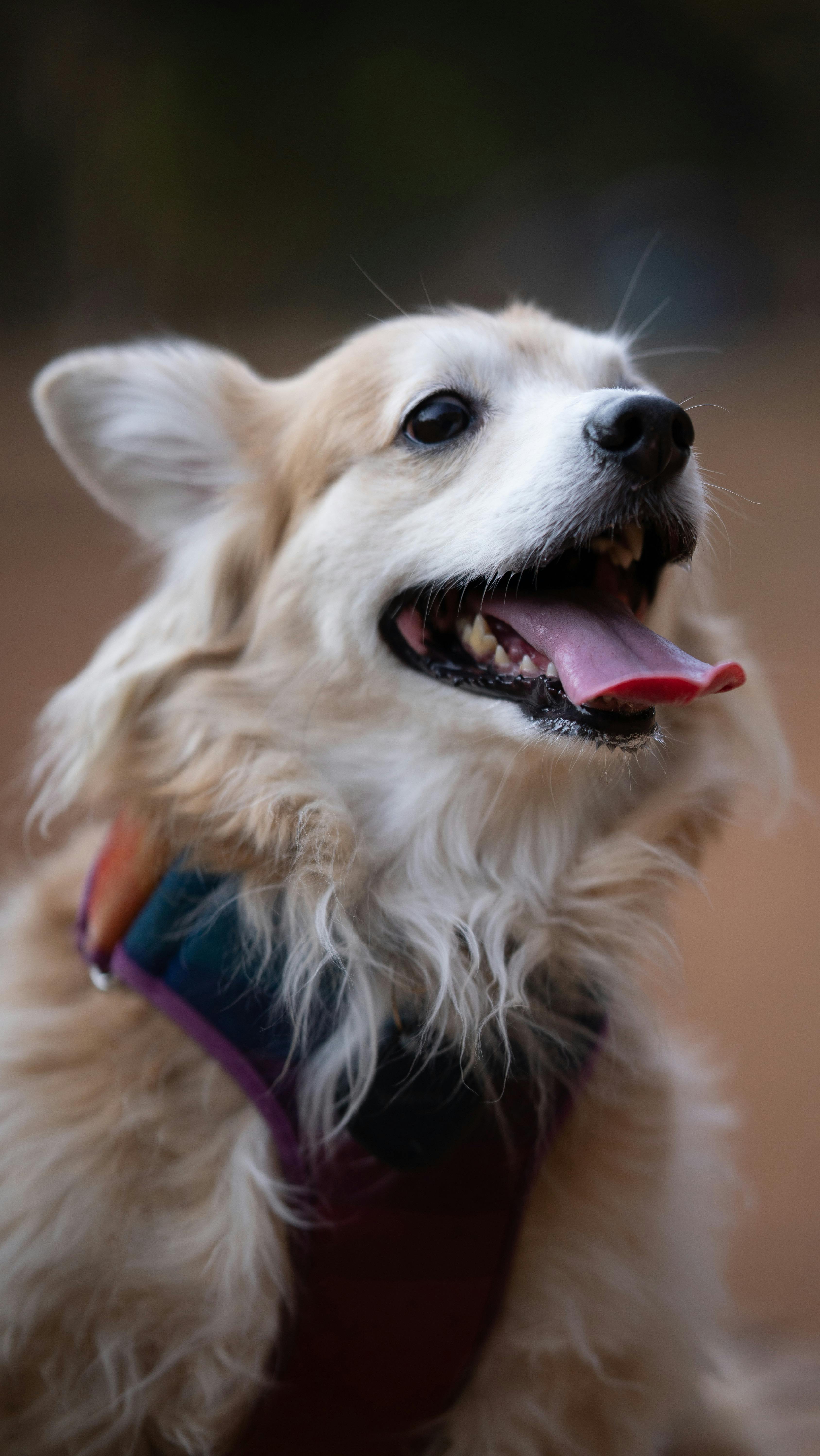 Perro con correa y collar como referencia de accesorios para mascotas